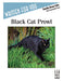 Black Cat Prowl